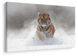 Obraz bežiaceho tigra v snehu (90x60 cm)