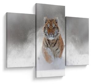 Obraz bežiaceho tigra v snehu (90x60 cm)
