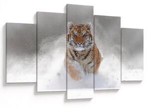 Obraz bežiaceho tigra v snehu (150x105 cm)