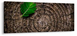 Obraz listu na kmeni stromu (120x50 cm)