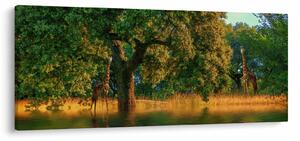Obraz žirafy v prírode (120x50 cm)