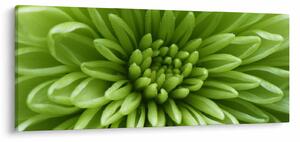 Obraz - Makro snímka rastliny (120x50 cm)