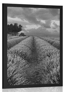 Plagát levanduľové pole v čiernobielom prevedení - 20x30 black