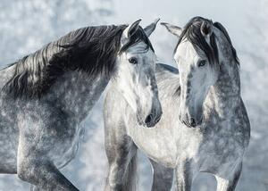 Umelecká fotografie Portrait of two spanish grey stallions, Abramova_Kseniya, (40 x 30 cm)
