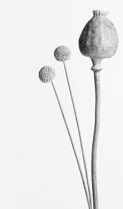 Umelecká fotografie Poppy Seed Capsule Black and White, Studio Collection, (26.7 x 40 cm)