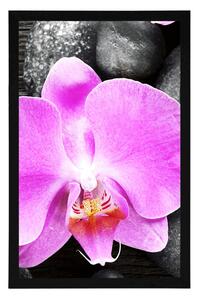 Plagát nádherná orchidea a kamene