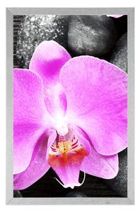 Plagát nádherná orchidea a kamene
