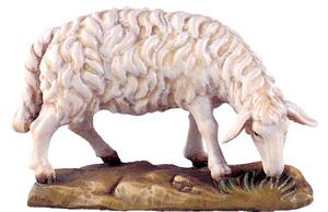 Pasúca sa ovca pre betlehem - farmarský