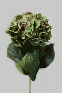 Zeleno ružová babičkina hortenzia 80cm