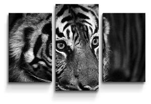 Sablio Obraz - 3-dílný Čiernobiely tiger - 75x50 cm