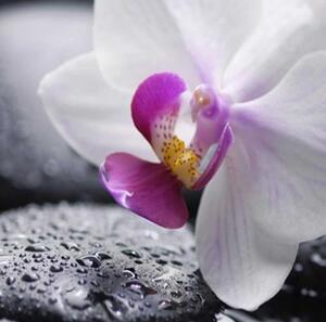 Ozdobný paraván Zenové orchidejové kameny - 180x170 cm, päťdielny, klasický paraván