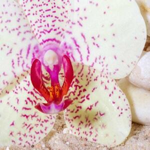 Ozdobný paraván Orchidej - 110x170 cm, trojdielny, klasický paraván