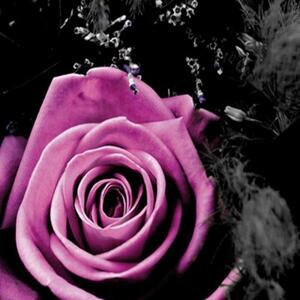 Ozdobný paraván Růže Květiny - 110x170 cm, trojdielny, klasický paraván