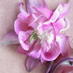 Ozdobný paraván Růžová orchidej - 110x170 cm, trojdielny, klasický paraván