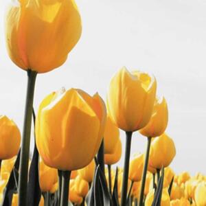 Ozdobný paraván Žluté tulipány - 110x170 cm, trojdielny, klasický paraván
