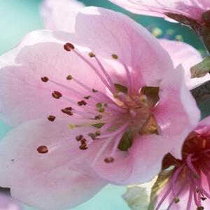 Ozdobný paraván Růžový květ jabloně - 145x170 cm, štvordielny, klasický paraván