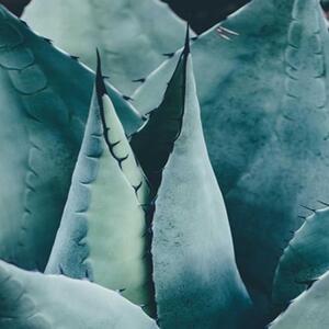 Ozdobný paraván Kaktusové sukulentní květiny - 180x170 cm, päťdielny, klasický paraván
