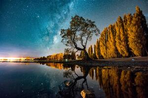 Fototapeta strom pod hviezdnou oblohou