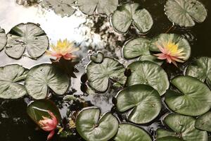 Fototapeta lotosový kvet v záhrade