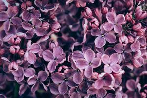 Samolepiaca fototapeta fialové kvety orgovánu