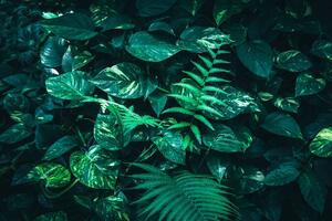 Fototapeta svieže tropické listy