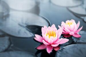 Fototapeta lotosový kvet v jazere
