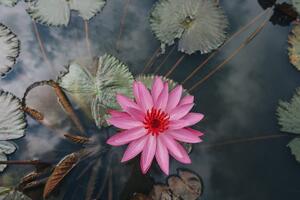 Samolepiaca fototapeta očarujúci lotosový kvet