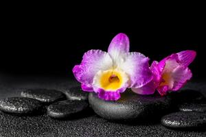 Fototapeta orchidea na Zen kameňoch