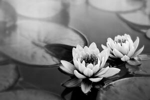 Fototapeta čiernobiely lotosový kvet v jazere