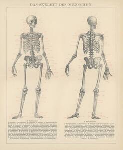 Ilustrácia Old engraved illustration of human skeletons, mikroman6