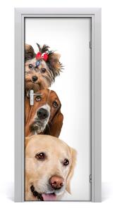Samolepiace fototapety na dvere Psy a mačky 75x205 cm