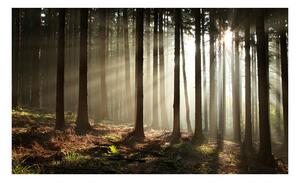 Fototapeta - Ihličnaté lesy