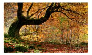 Fototapeta - Jeseň, les a listy