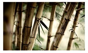 Fototapeta - Hmla a bambusový les 1
