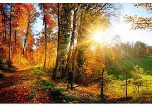 DIMEX | Vliesové fototapety na stenu Prechádzka lesom MS-5-0065 | 375 x 250 cm | oranžová, zelená