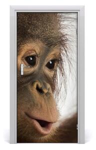 Samolepiace fototapety na dvere mladý orangutan 95x205 cm