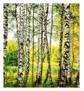 DIMEX | Vliesová fototapeta na stenu Brezový les MS-3-0094 | 225 x 250 cm | biela, čierna, zelená
