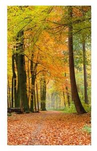 Fototapeta - Jesenný les