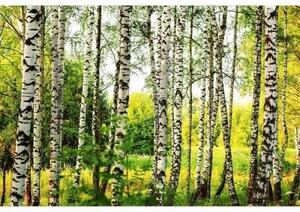 DIMEX | Vliesové fototapety na stenu Brezový les MS-5-0094 | 375 x 250 cm | biela, čierna, zelená