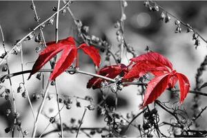 Fototapeta - Červené listy na čiernom pozadí