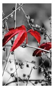 Fototapeta - Červené listy na čiernom pozadí