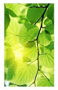 DIMEX | Vliesové fototapety na stenu Zelené listy MS-2-0107 | 150 x 250 cm | zelená