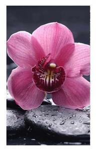 DIMEX | Vliesové fototapety na stenu Orchidea MS-2-0120 | 150 x 250 cm | čierna, ružová