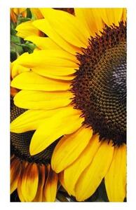 DIMEX | Vliesové fototapety na stenu Slnečnica MS-2-0130 | 150 x 250 cm | žltá, hnedá, zelená