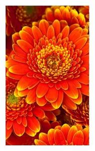 DIMEX | Vliesové fototapety na stenu Gerbera MS-2-0131 | 150 x 250 cm | červená, žltá