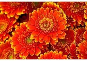 DIMEX | Vliesové fototapety na stenu Gerbera MS-5-0131 | 375 x 250 cm | červená, žltá