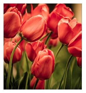 DIMEX | Vliesová fototapeta na stenu Červené tulipány MS-3-0128 | 225 x 250 cm | červená, zelená