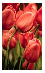 DIMEX | Vliesové fototapety na stenu Červené tulipány MS-2-0128 | 150 x 250 cm | červená, zelená