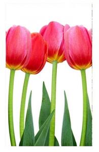 DIMEX | Vliesové fototapety na stenu Tulipány MS-2-0126 | 150 x 250 cm | zelená, červená, biela
