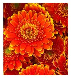 DIMEX | Vliesová fototapeta na stenu Gerbera MS-3-0131 | 225 x 250 cm | červená, žltá